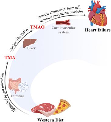 Microbial metabolites and heart failure: Friends or enemies?